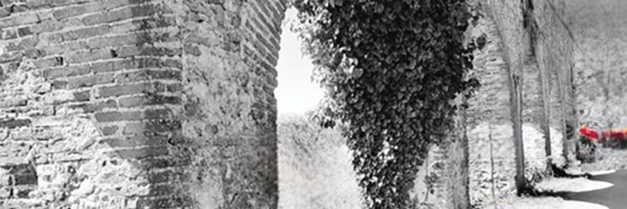 Concetta D’Angeli. Rancore